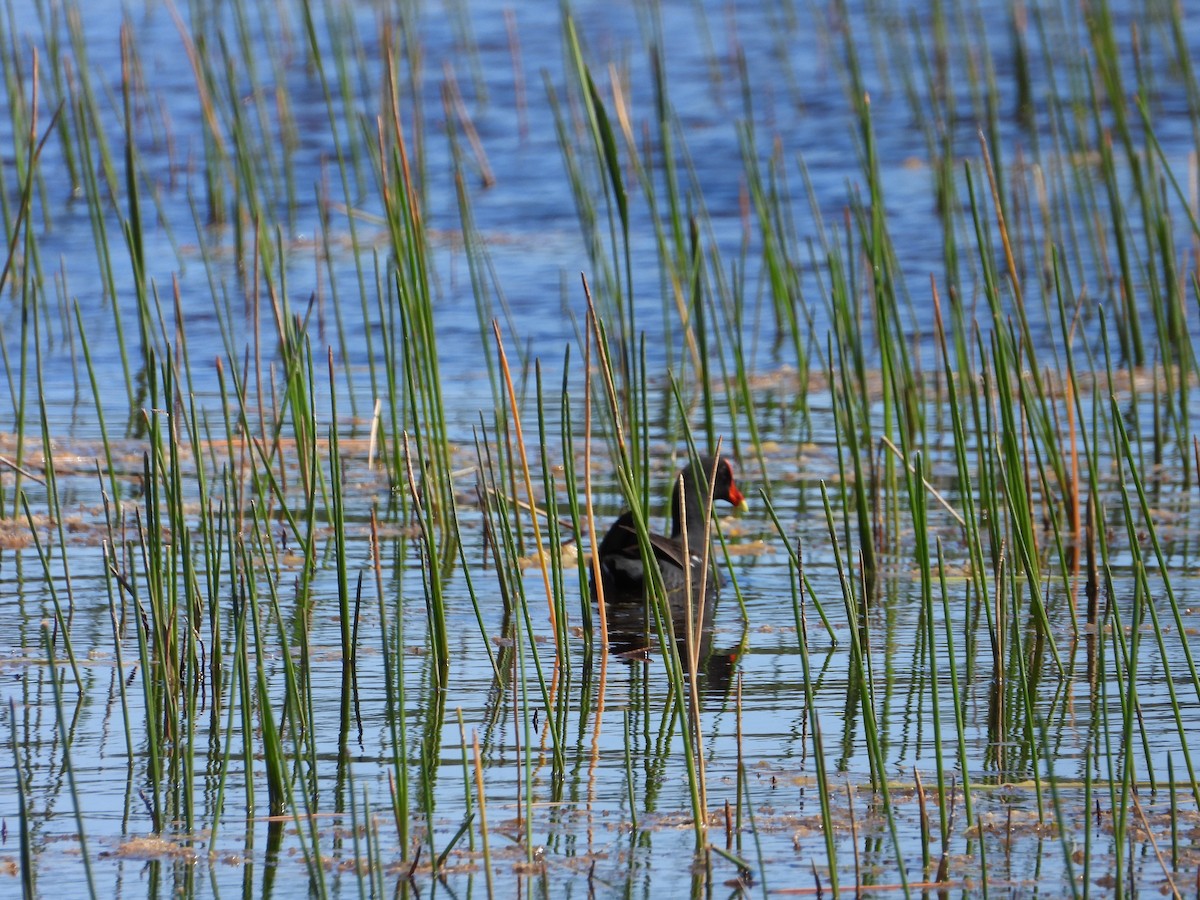 Common Gallinule - Michelle Gonzalez