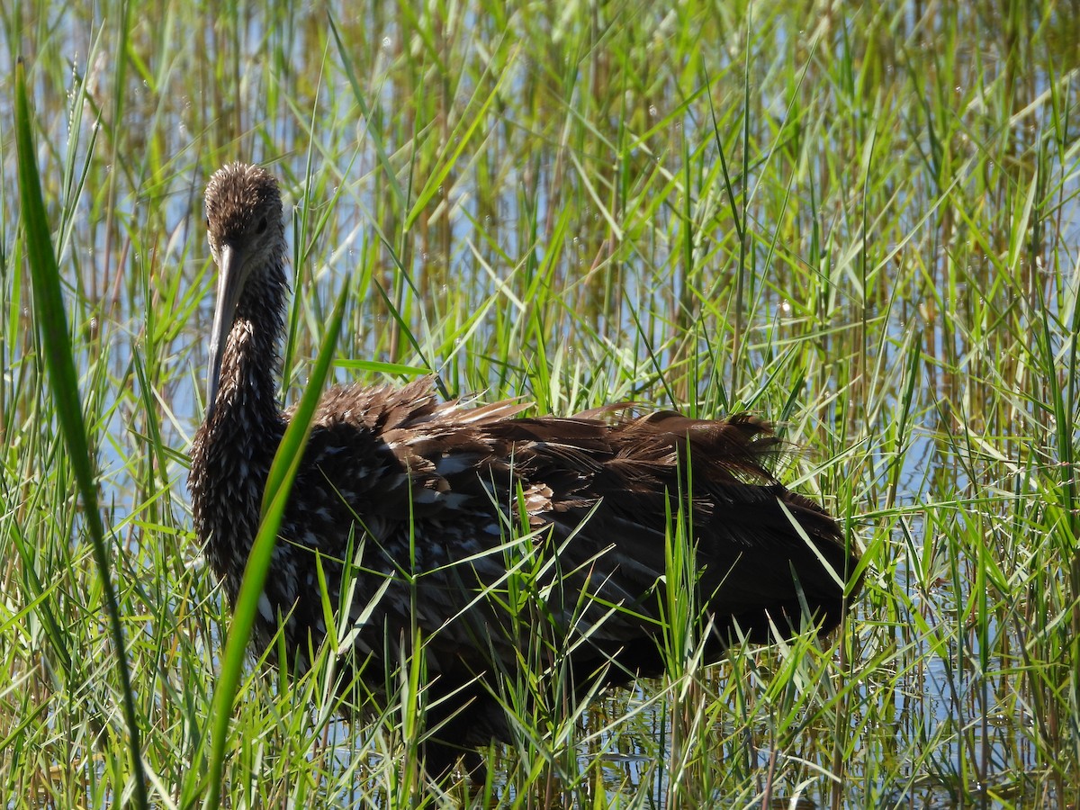 Limpkin - Michelle Gonzalez