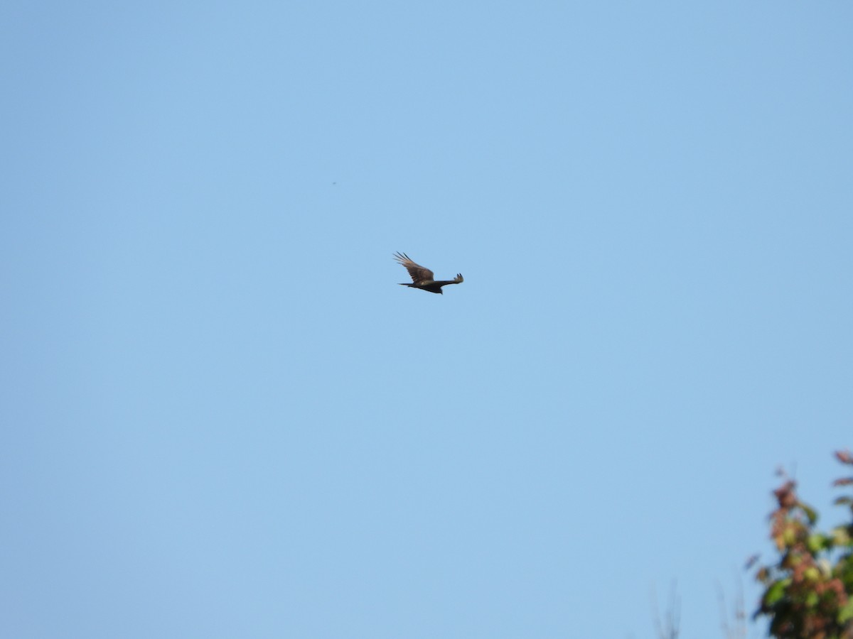 Turkey Vulture - Michelle Gonzalez