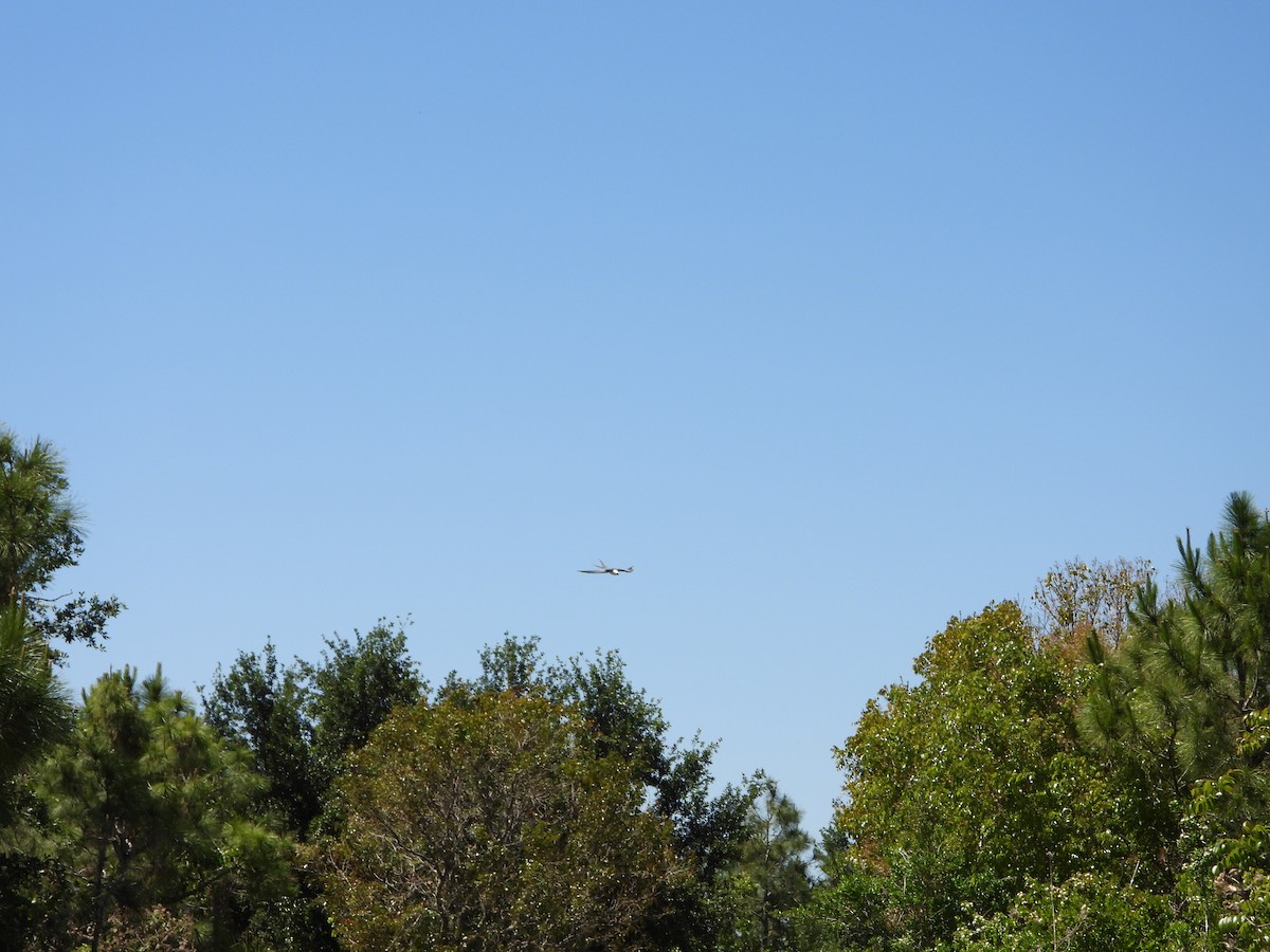 Swallow-tailed Kite - ML618821521