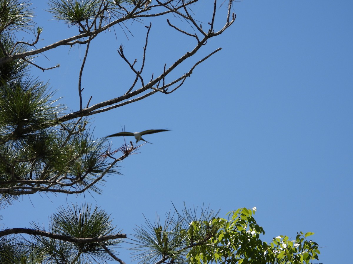 Swallow-tailed Kite - ML618821522