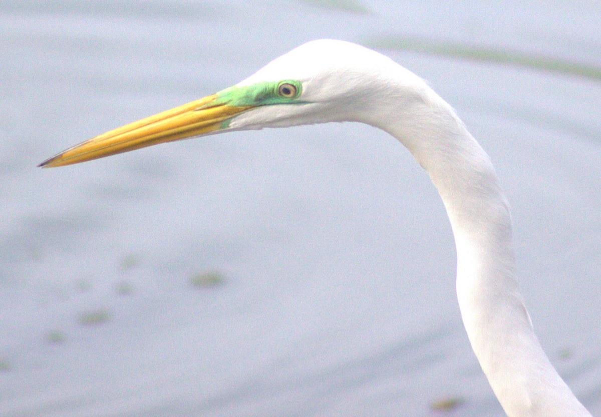 Great Egret - ML618821525