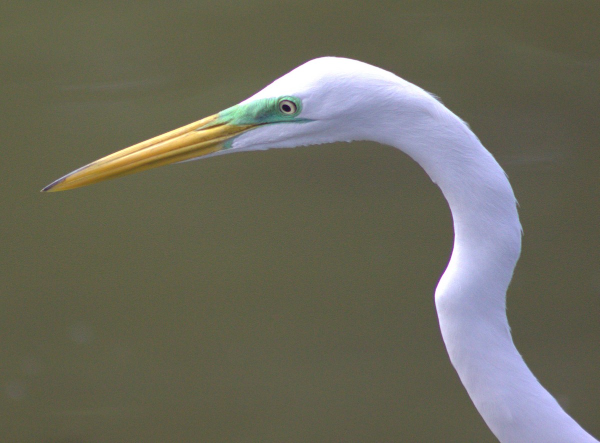 Great Egret - ML618821526