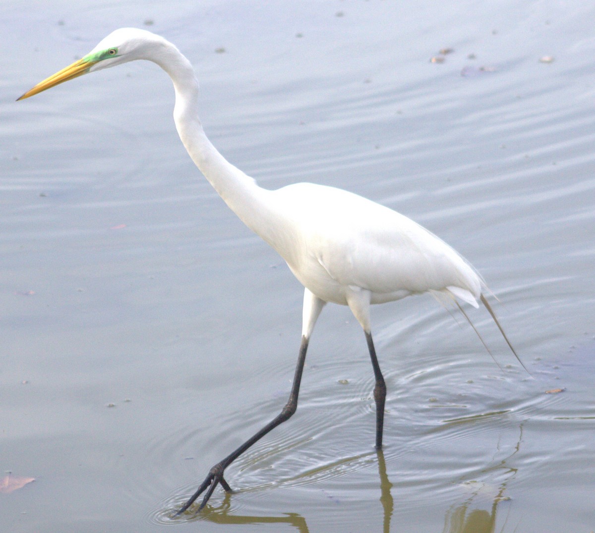 Great Egret - ML618821528