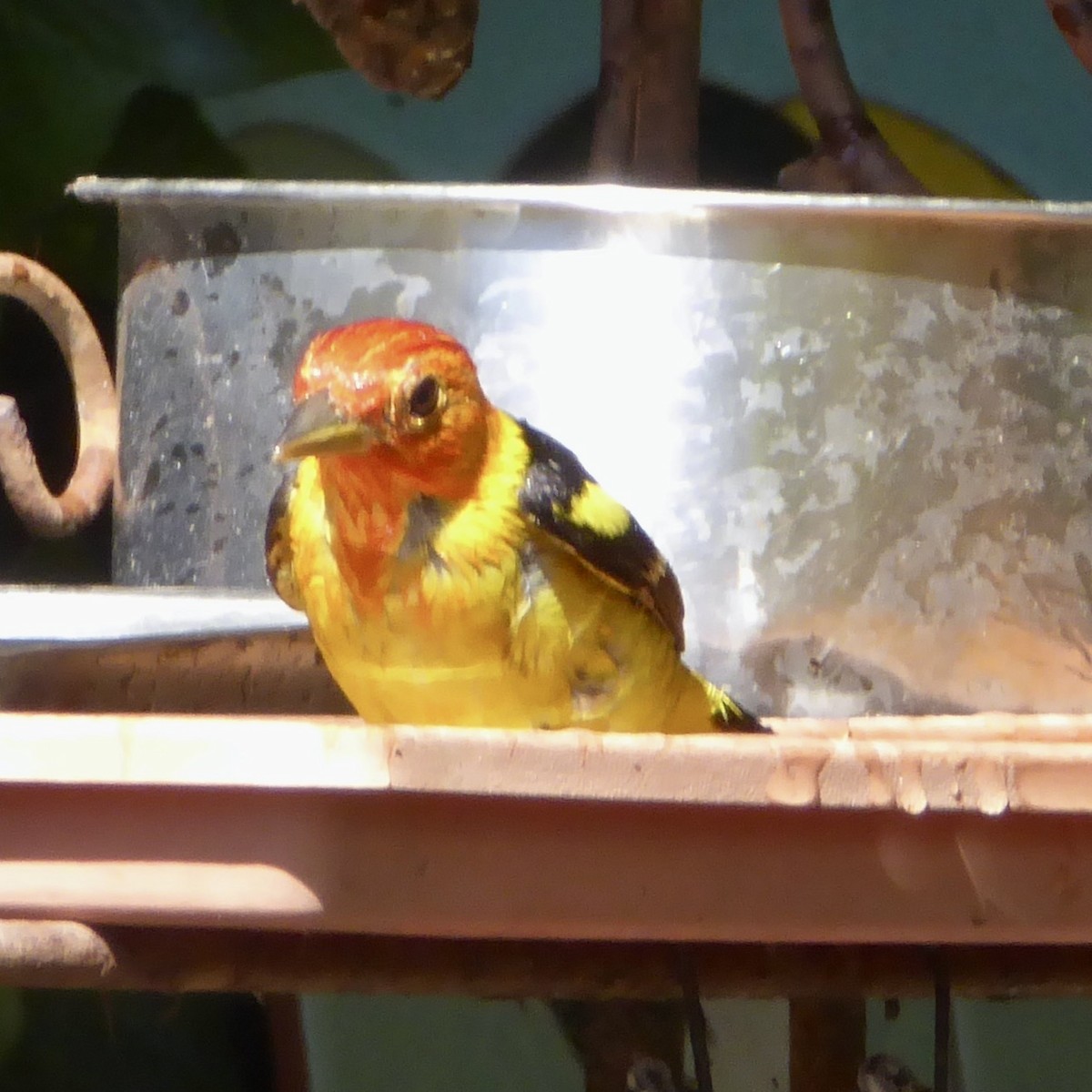 Western Tanager - ML618821529