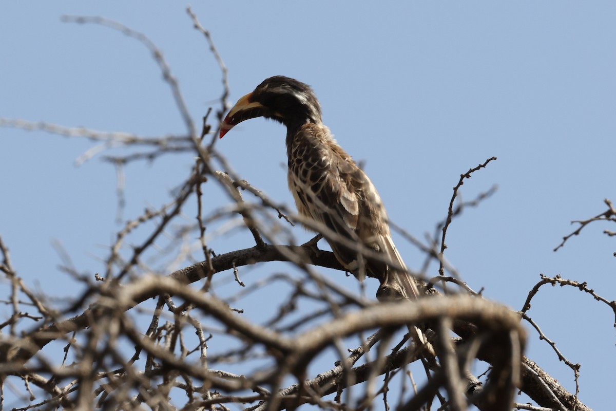 African Gray Hornbill - Jacky Judas