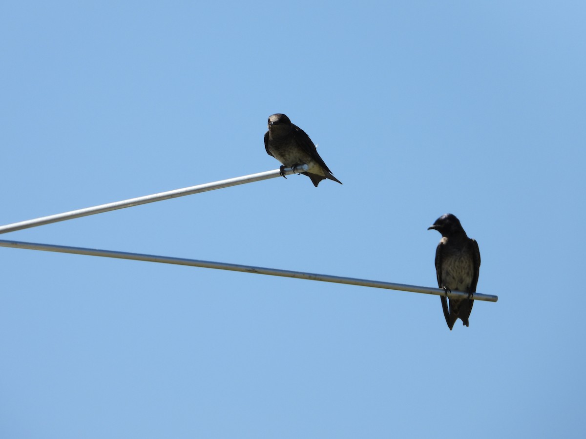 Purple Martin - Michelle Gonzalez