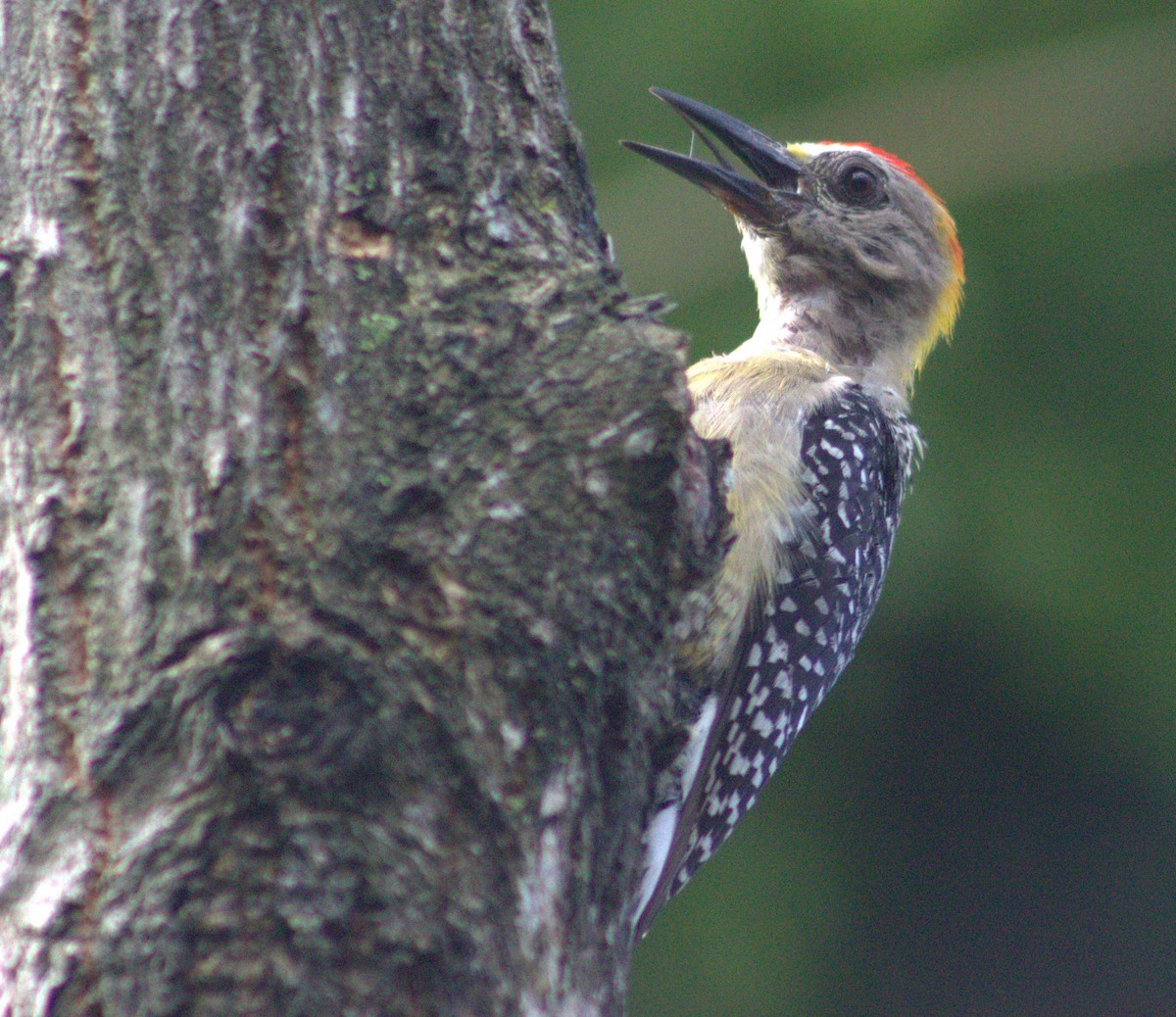 Hoffmann's Woodpecker - ML618821543