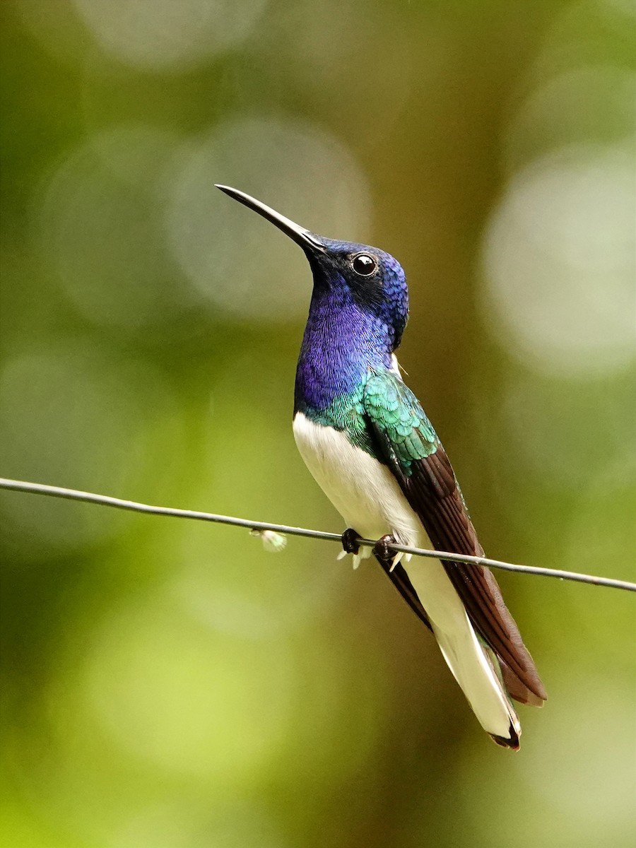 White-necked Jacobin - Jonathan Oña