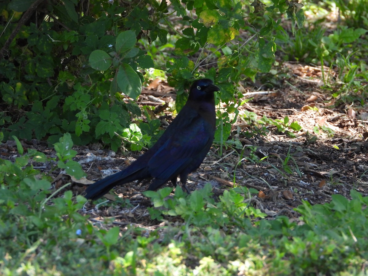 Common Grackle - Michelle Gonzalez