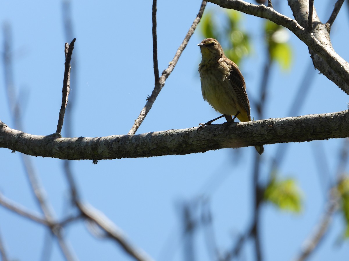 Palm Warbler - Michelle Gonzalez