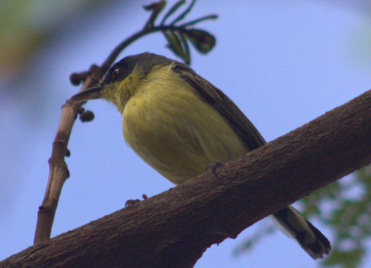 Common Tody-Flycatcher - ML618821560