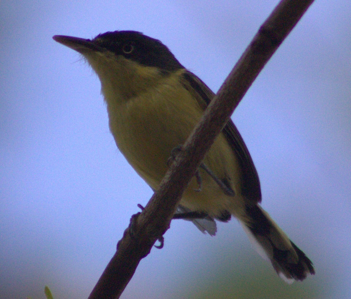 Common Tody-Flycatcher - ML618821561