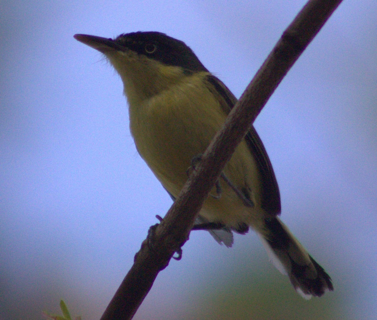 Common Tody-Flycatcher - ML618821562