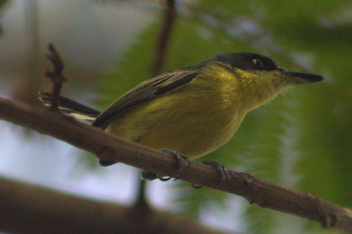 Common Tody-Flycatcher - ML618821564