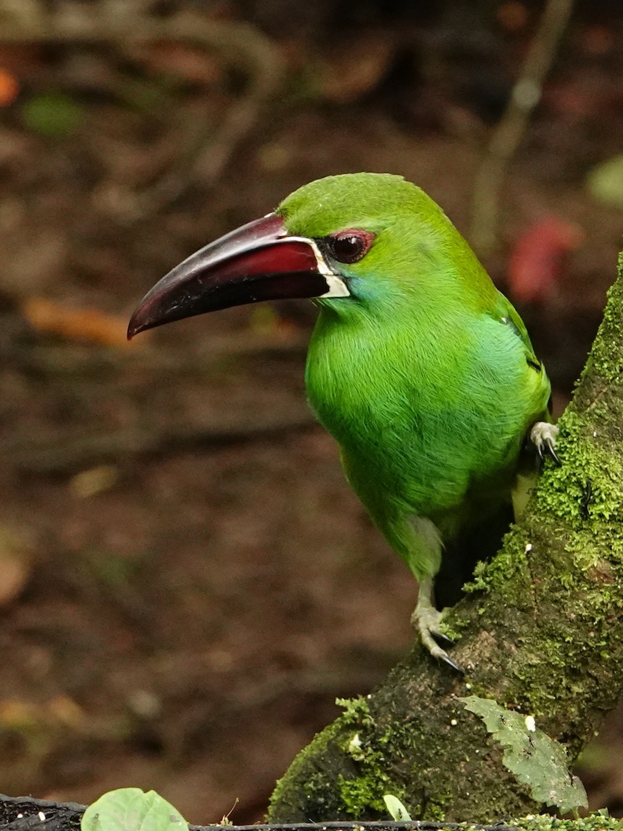 Crimson-rumped Toucanet - Jonathan Oña