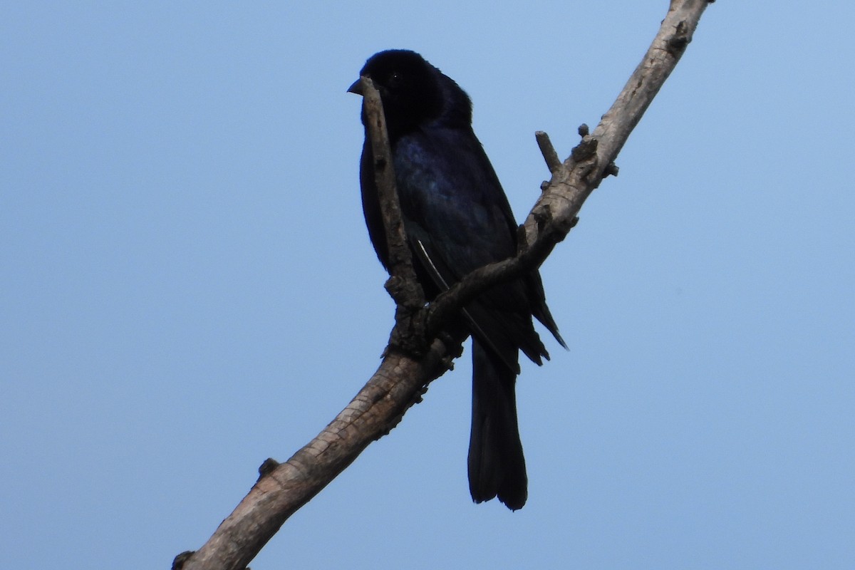 Shiny Cowbird - Licinio Garrido Hoyos