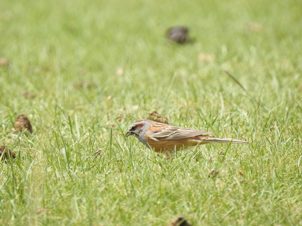 Godlewski's Bunting - ML618821591