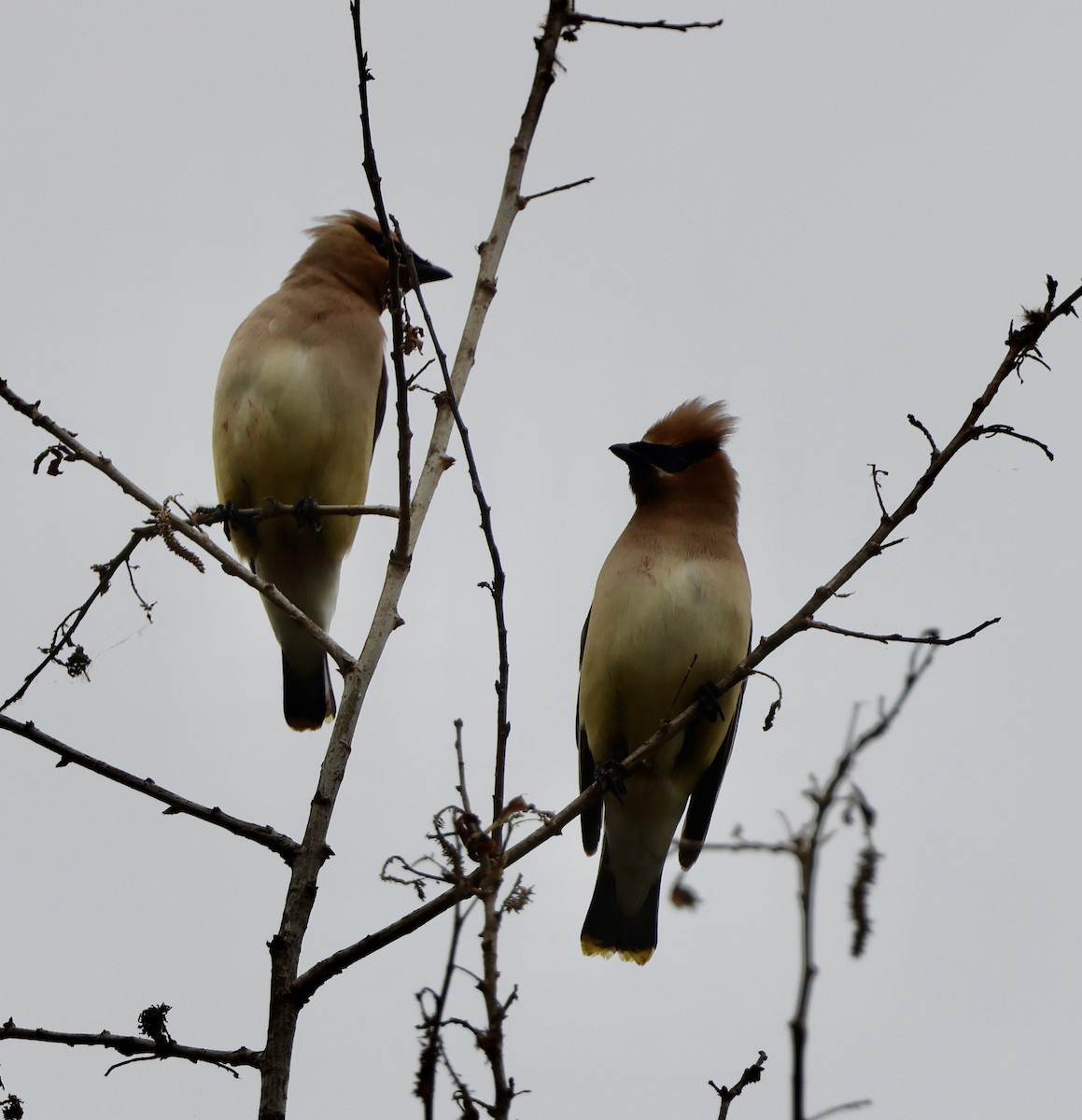 Cedar Waxwing - Carolyn Thiele