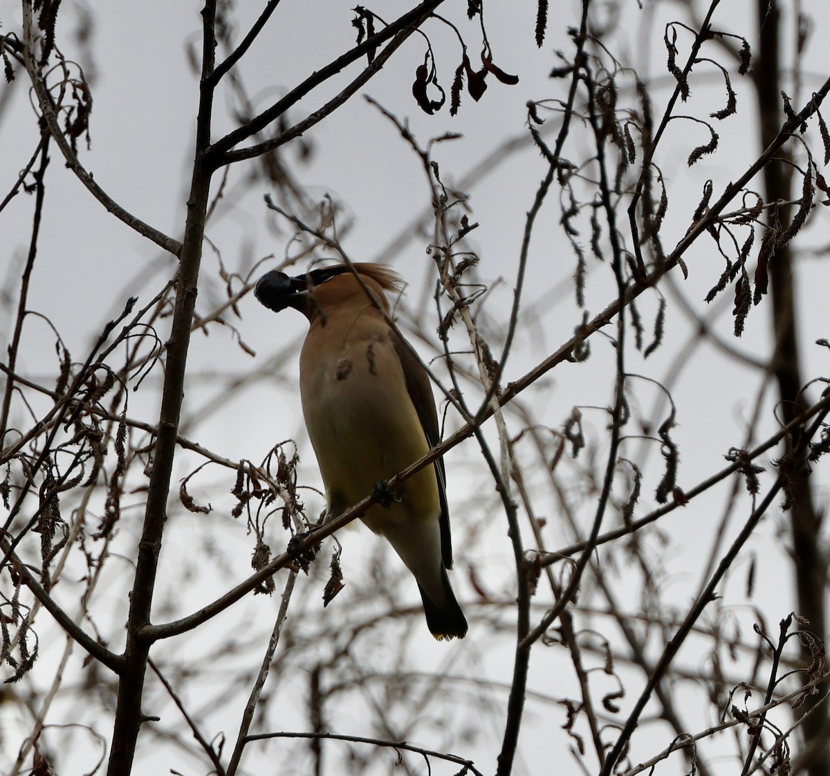 Cedar Waxwing - Carolyn Thiele