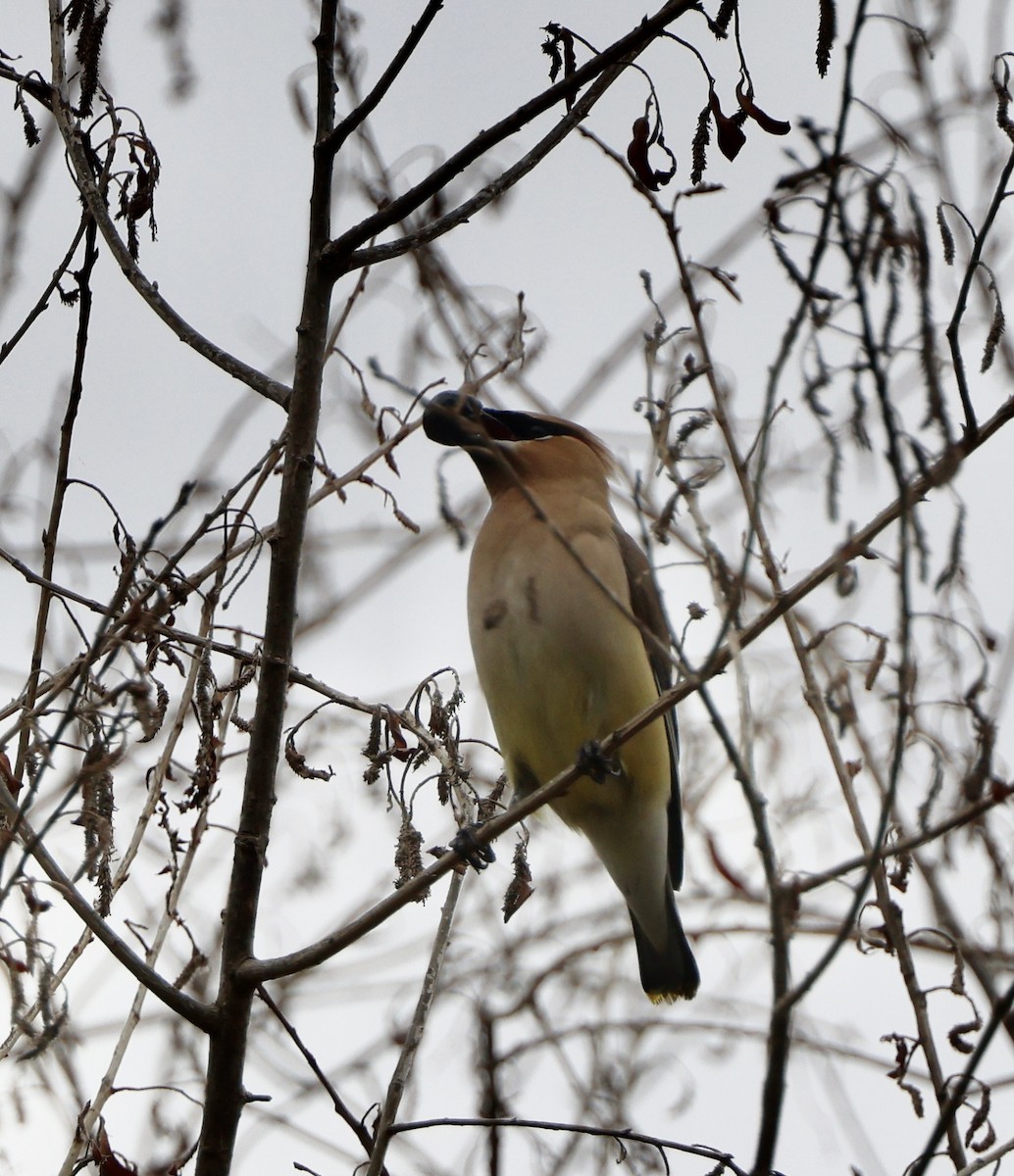 Cedar Waxwing - Carolyn Thiele