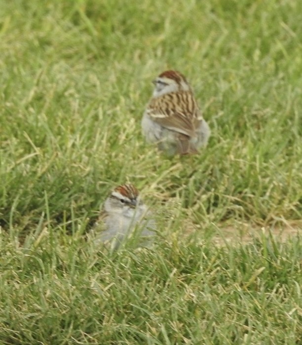 Chipping Sparrow - Mohini Rawool-Sullivan