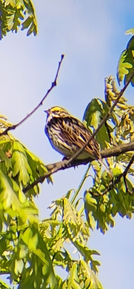 Savannah Sparrow - Anonymous