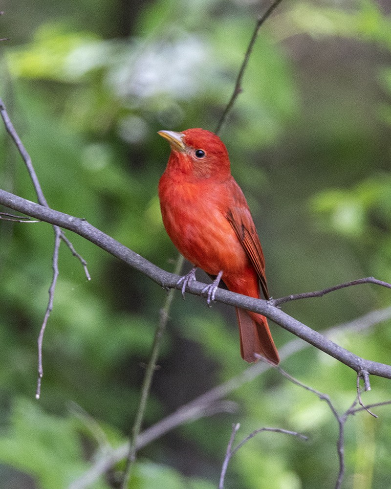 Summer Tanager - Paul Scott