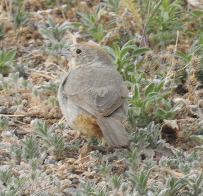 Canyon Towhee - Mohini Rawool-Sullivan