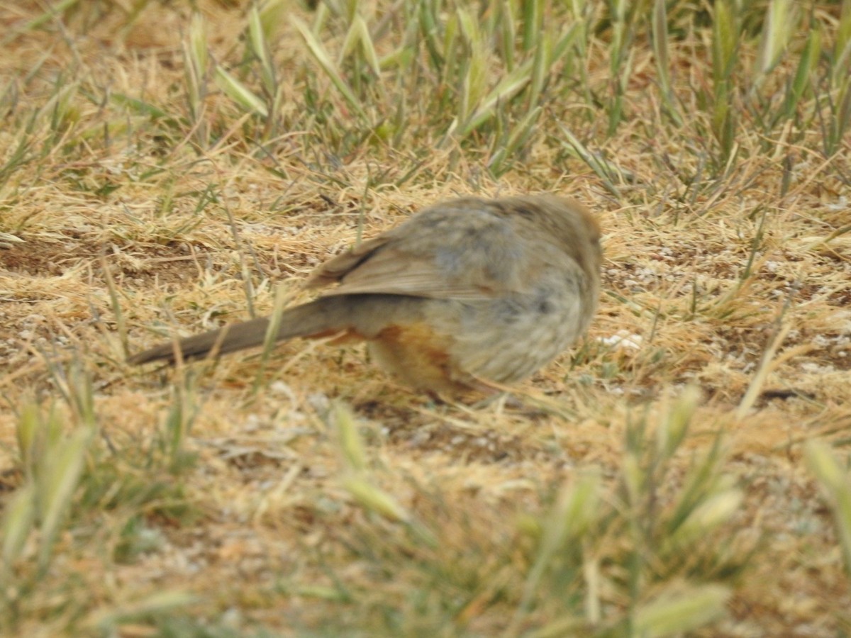 Canyon Towhee - Mohini Rawool-Sullivan