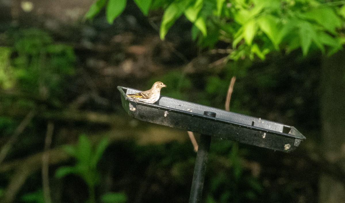 Pine Siskin - Jill S. A