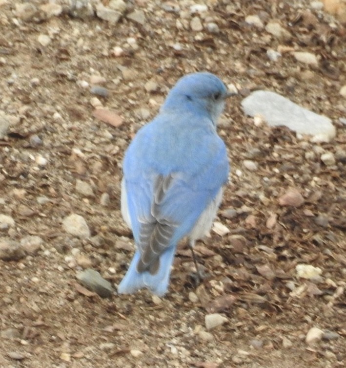 Mountain Bluebird - Mohini Rawool-Sullivan