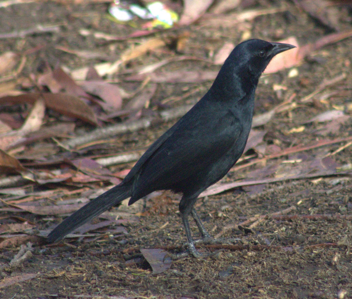 Melodious Blackbird - Iyok Madriz Guevara