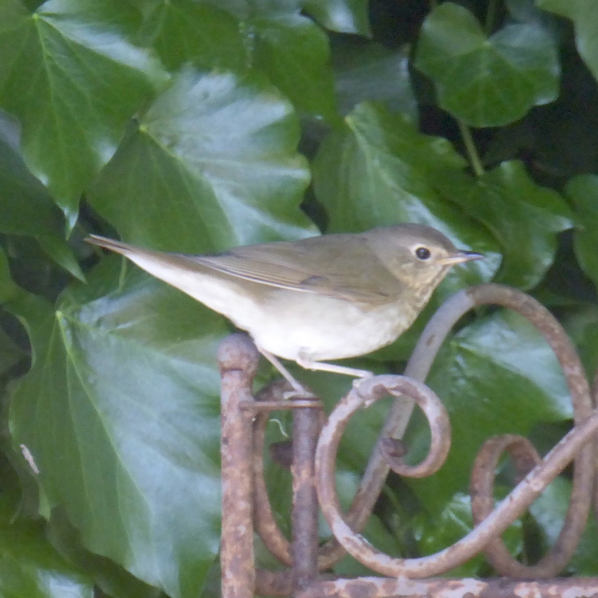 Swainson's Thrush - Anonymous