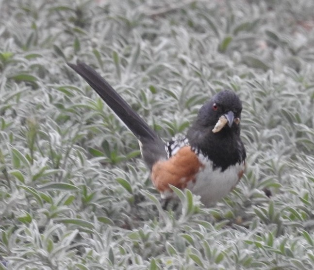 Spotted Towhee - Mohini Rawool-Sullivan