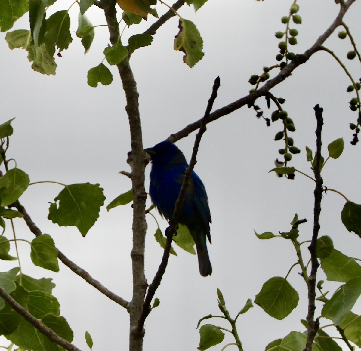 Indigo Bunting - Carolyn Thiele