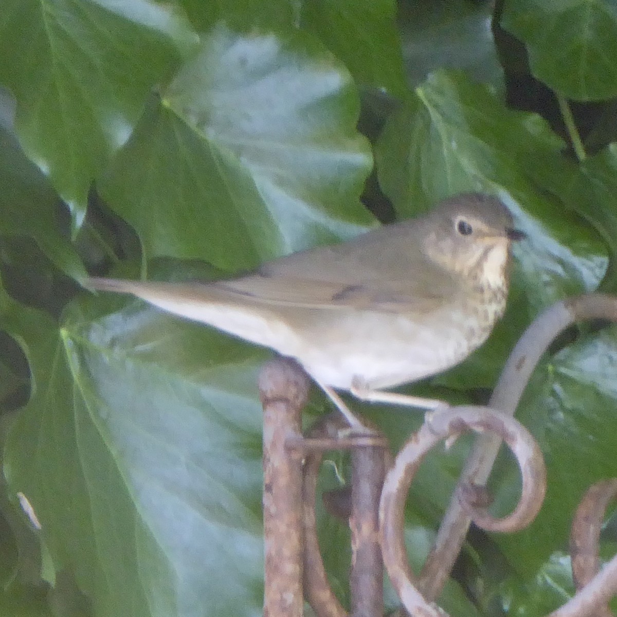 Swainson's Thrush - Anonymous