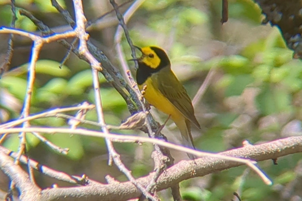 Hooded Warbler - Jason Hedlund