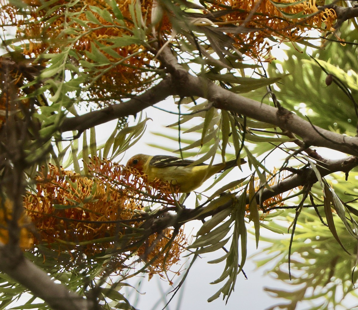 Western Tanager - Carolyn Thiele