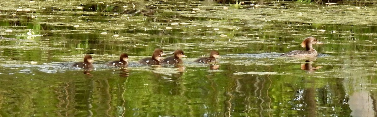 Hooded Merganser - James Kimball