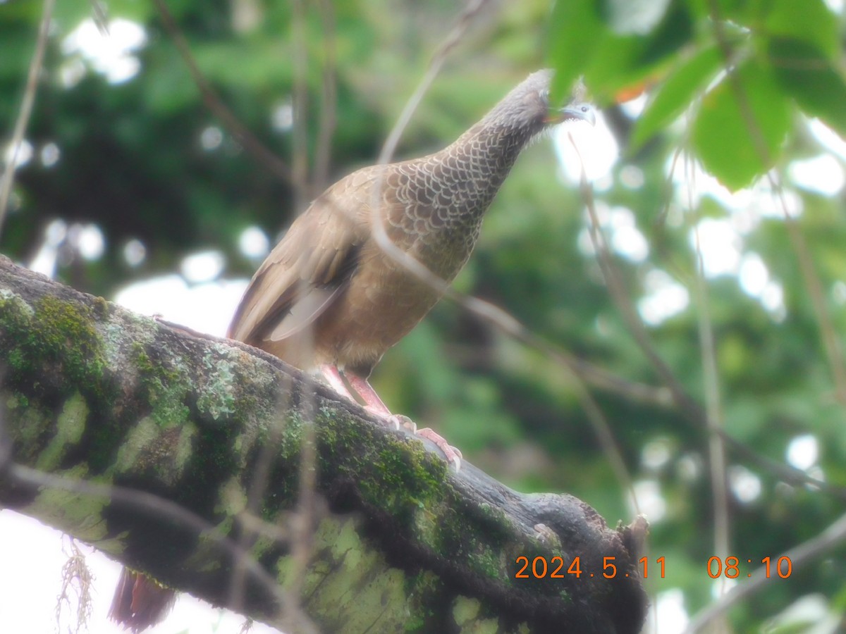 Colombian Chachalaca - ML618821698