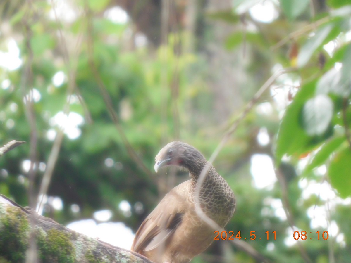 Colombian Chachalaca - ML618821699