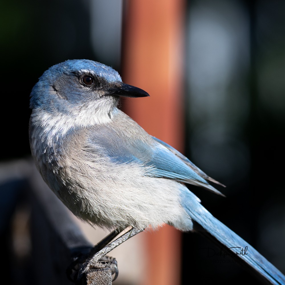 Woodhouse's Scrub-Jay - Dickson Smith