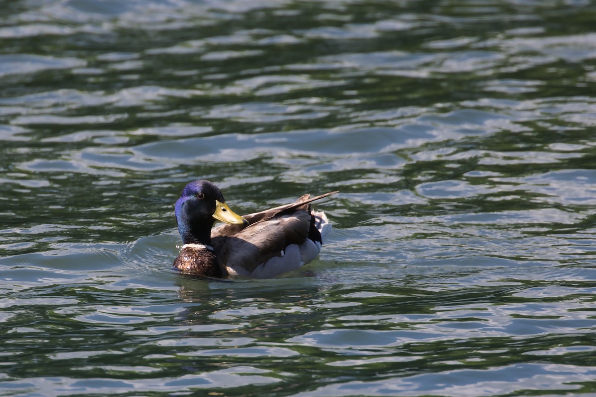 Canard colvert - ML618821715