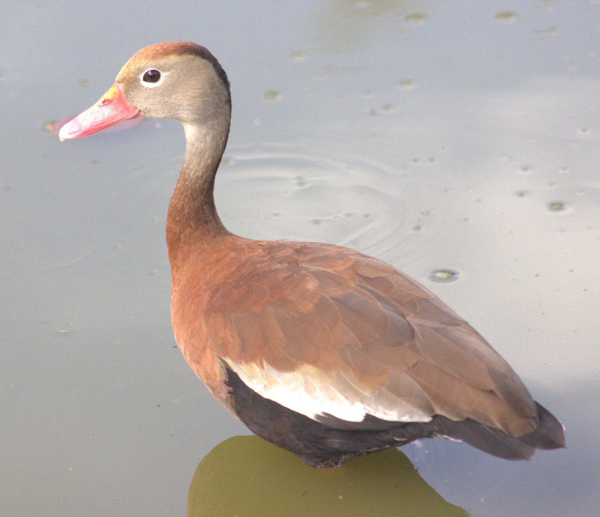 Black-bellied Whistling-Duck - ML618821716