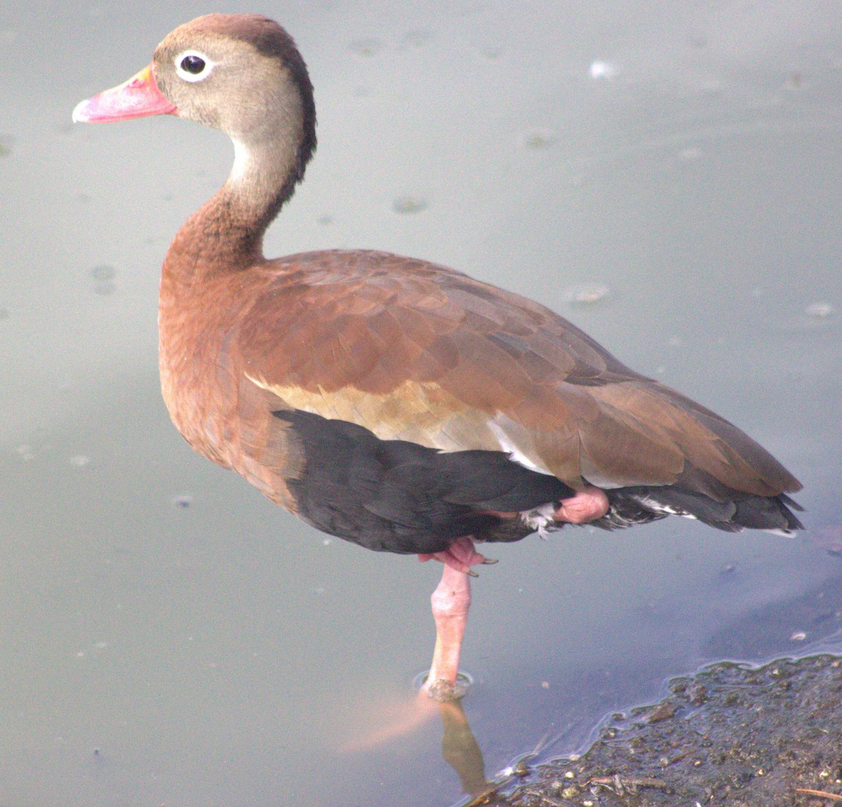 Black-bellied Whistling-Duck - ML618821718