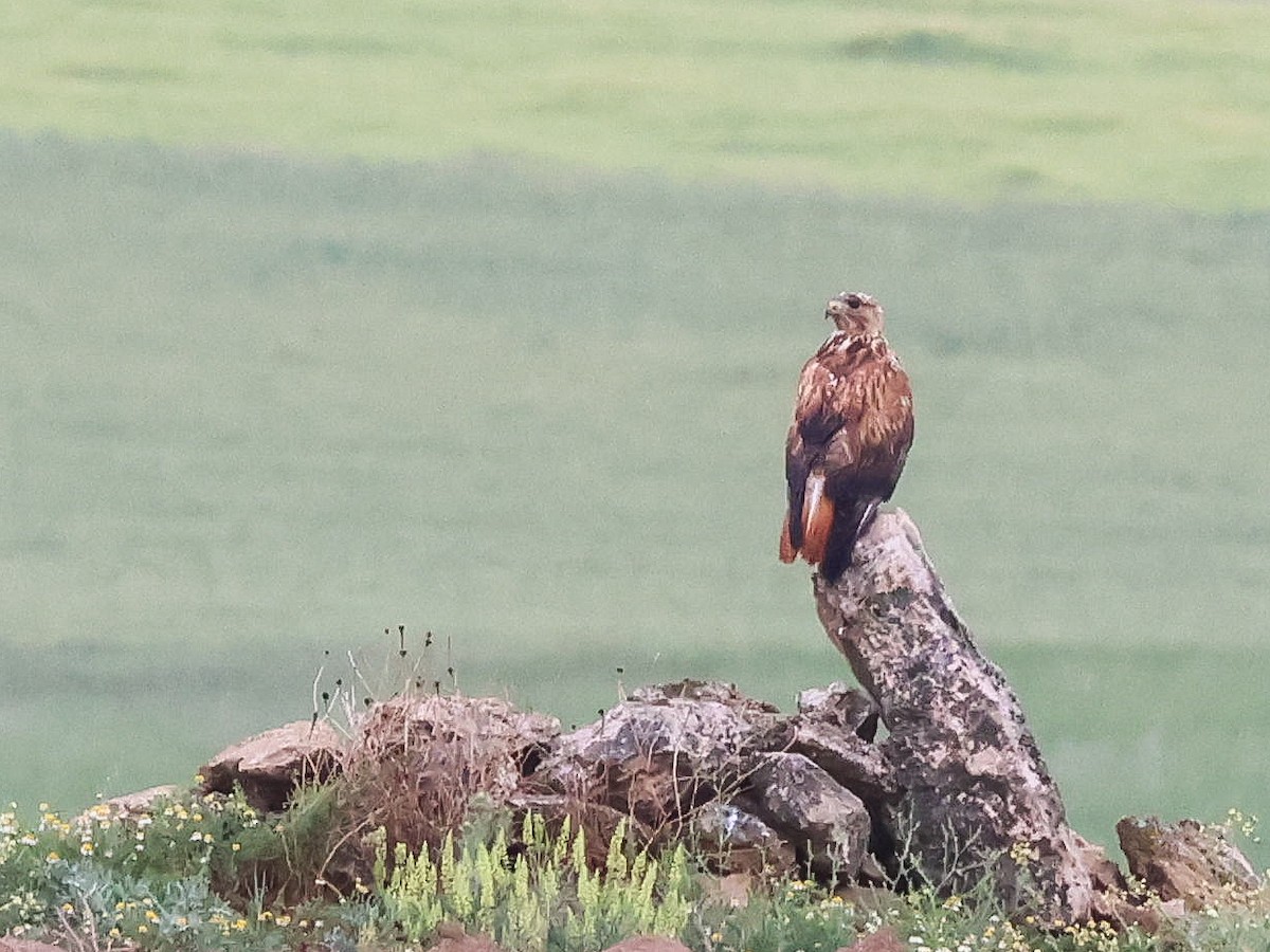 Long-legged Buzzard - ML618821719