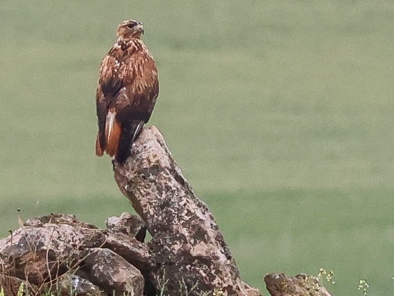 Long-legged Buzzard - ML618821728