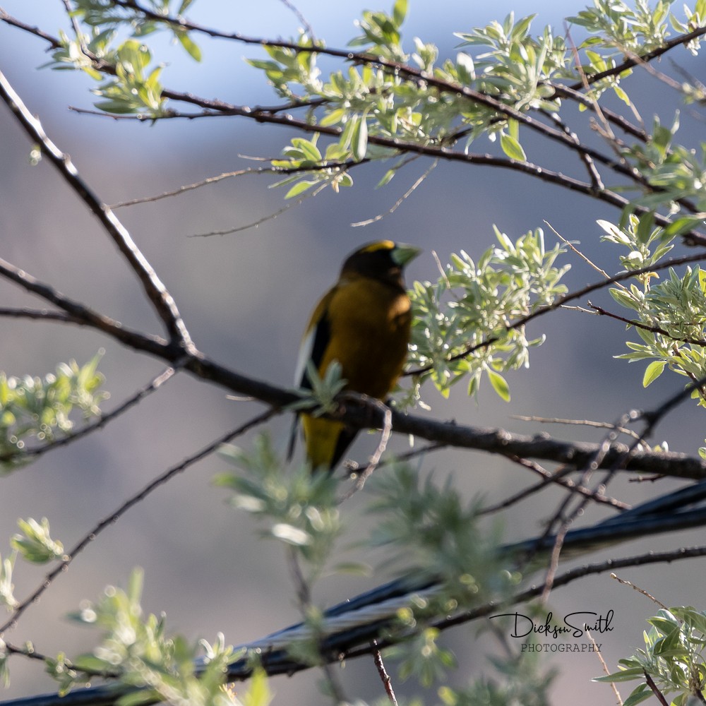 Evening Grosbeak - Dickson Smith