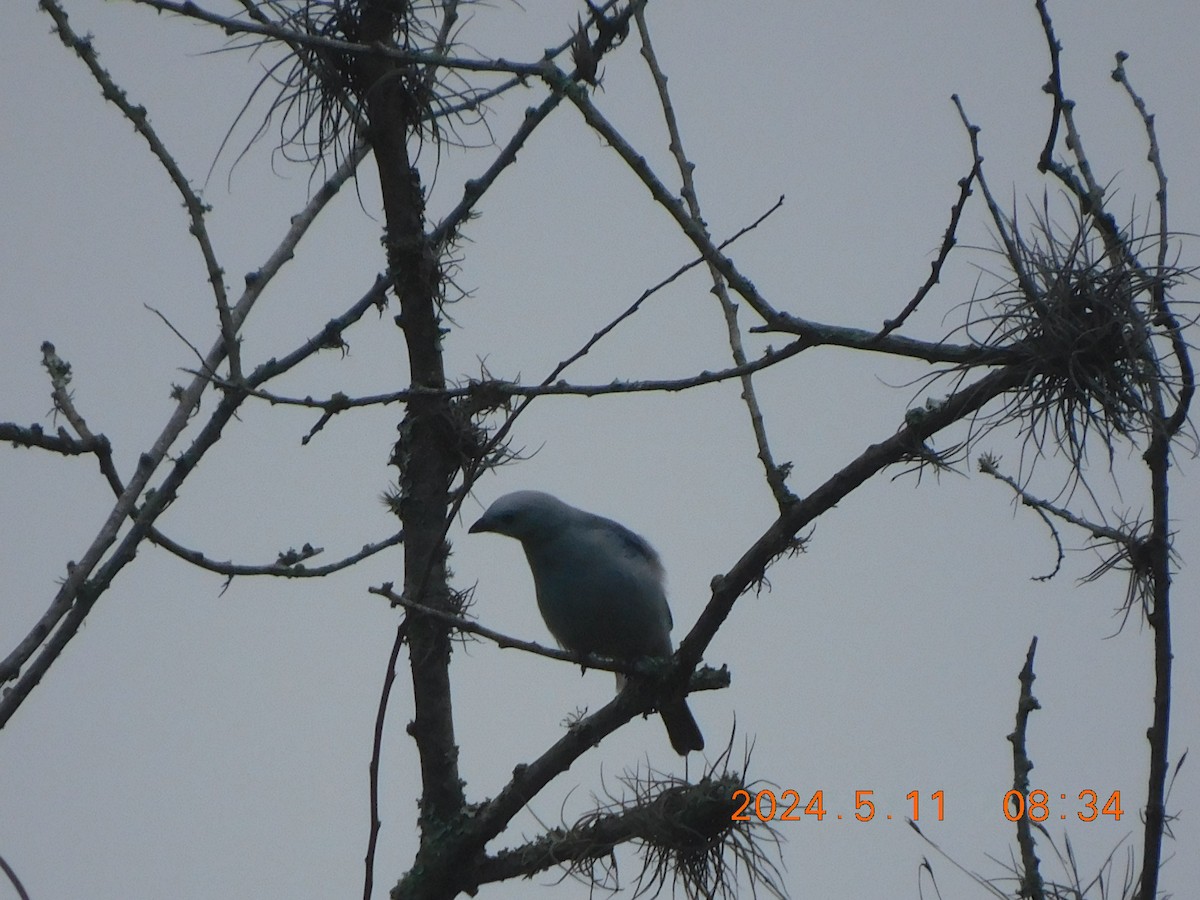 Blue-gray Tanager - ML618821732